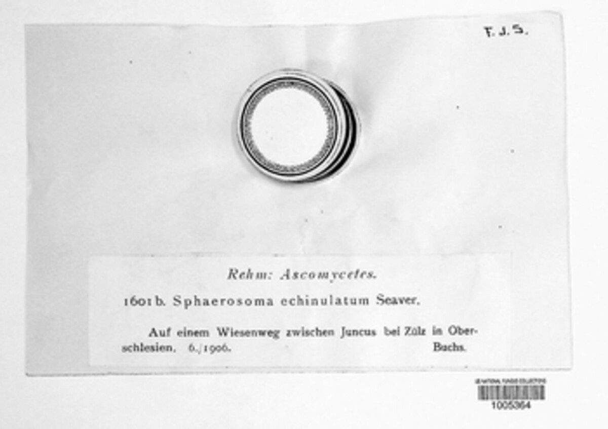 Sphaerosoma image